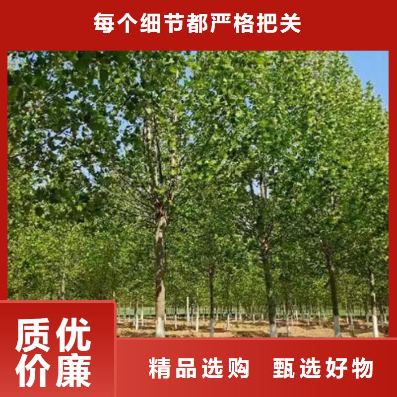 造型法桐、造型法桐生產廠家-質量保證