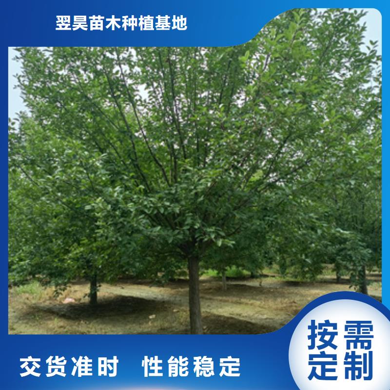 法桐實力過硬廠家