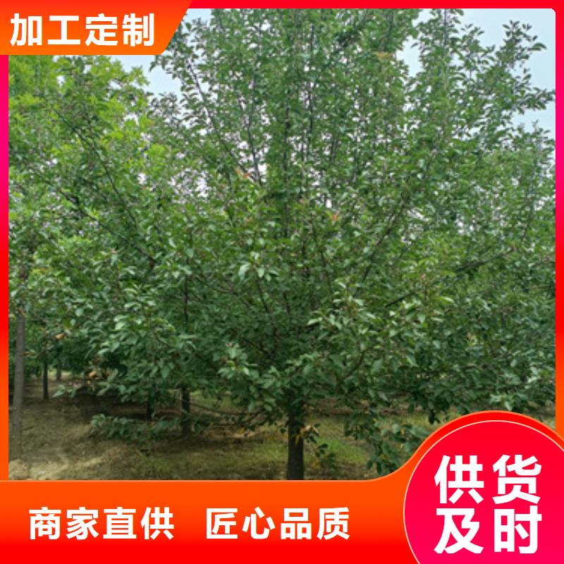 法桐小苗-回購率高
