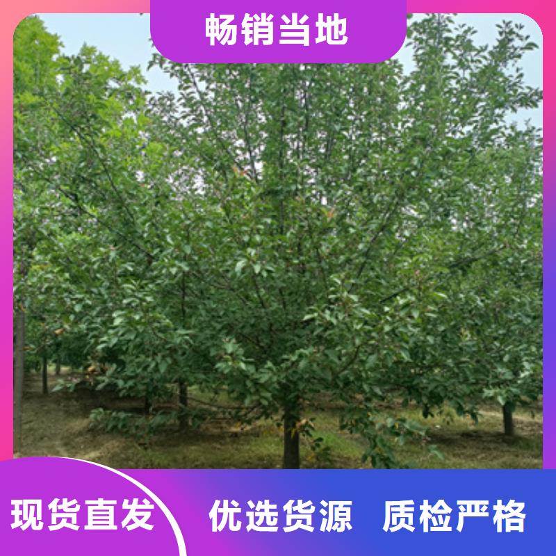 法桐現(xiàn)貨齊全苗木基地