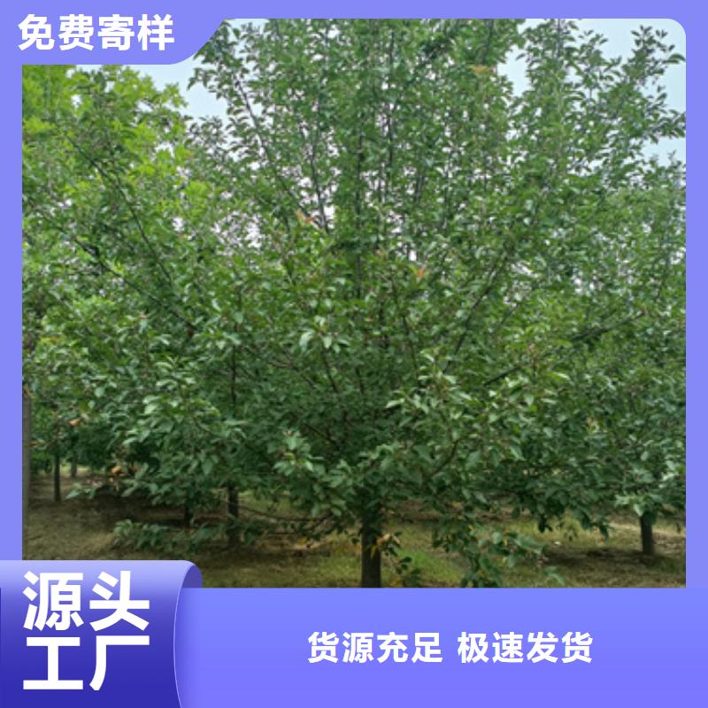供應批發法桐-大型廠家
