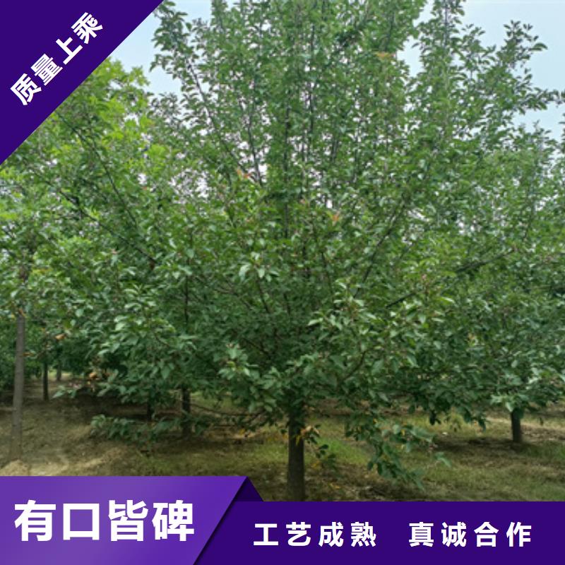 造型法桐量大優惠_現貨供應