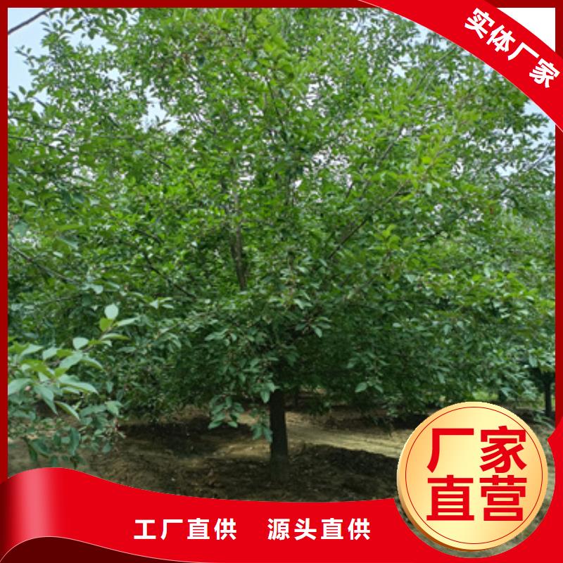 造型法桐量大從優