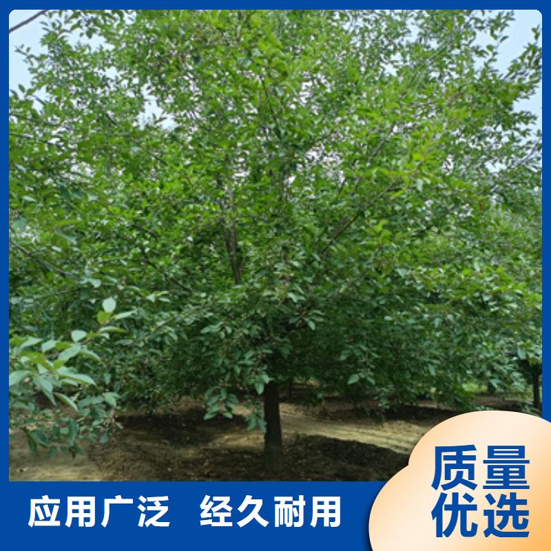 【法桐】國槐自主研發