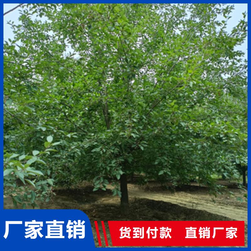 優(yōu)質(zhì)速生法桐庫存充足