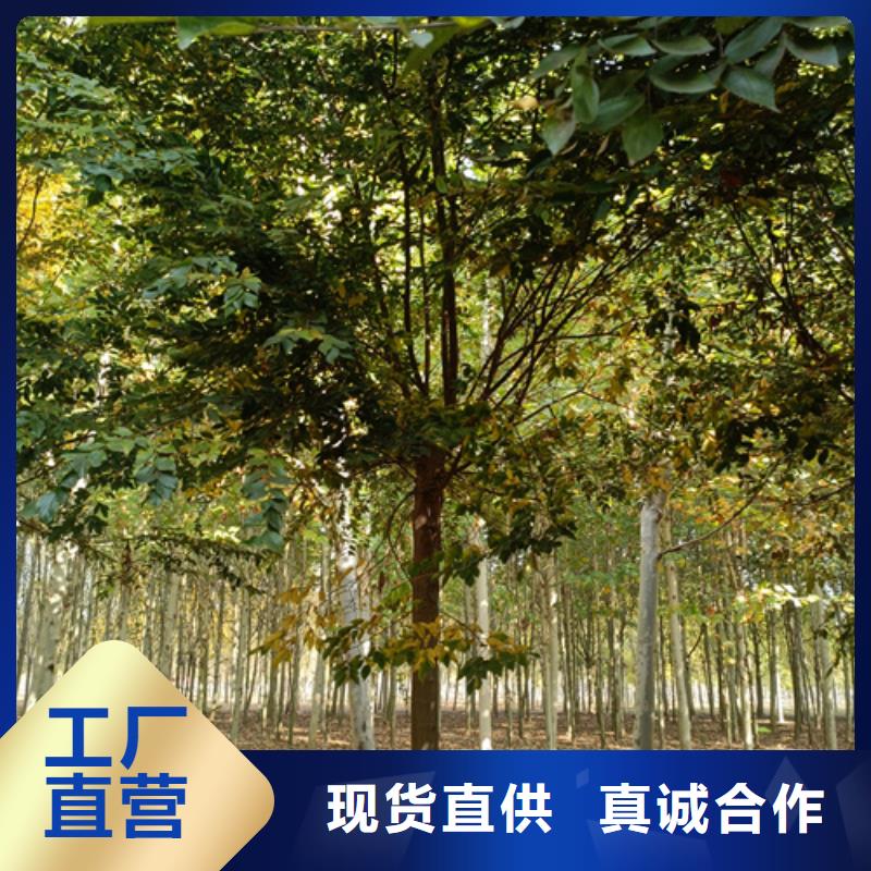法桐金葉槐24小時下單發貨