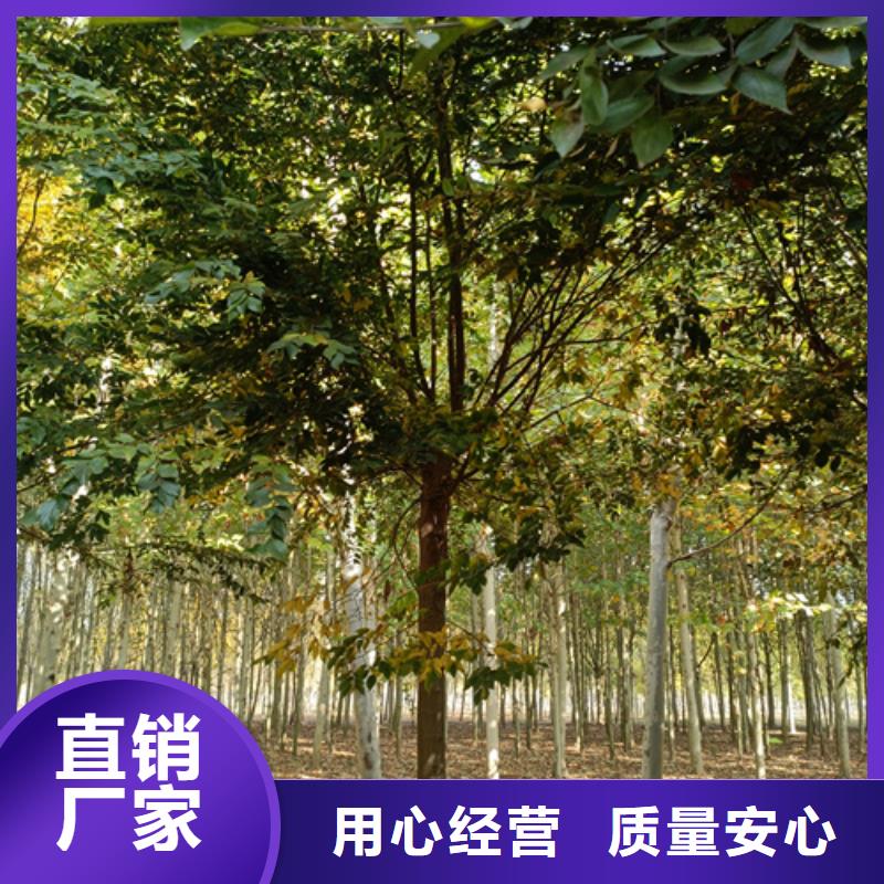 法桐現貨上市