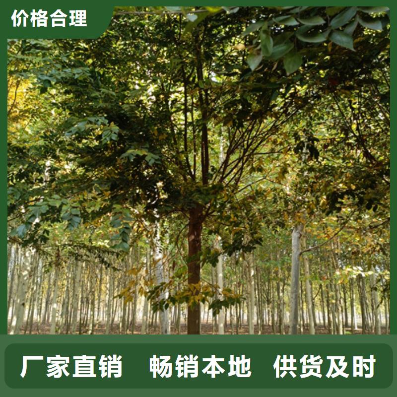 法桐選擇大廠家省事省心