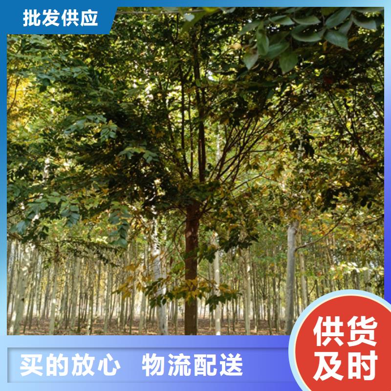 法桐黃金槐庫存齊全廠家直供