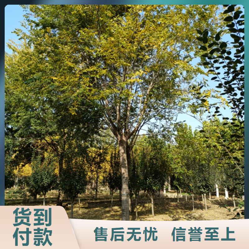 造型法桐單價