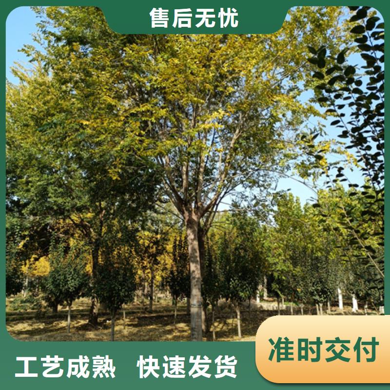 造型法桐用心服務