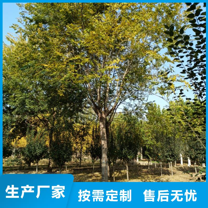 【法桐】,黃金槐專業(yè)供貨品質(zhì)管控