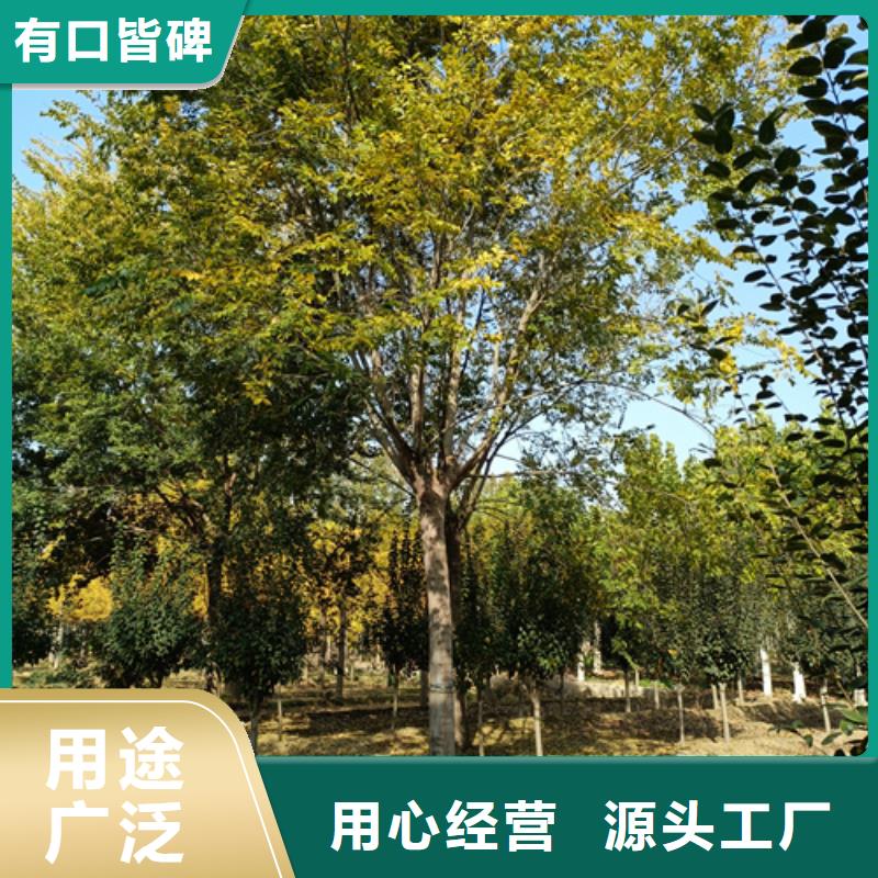本地法桐廠家