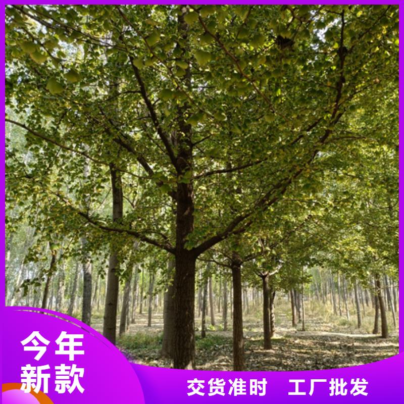 速生法桐來電咨詢綠化苗木