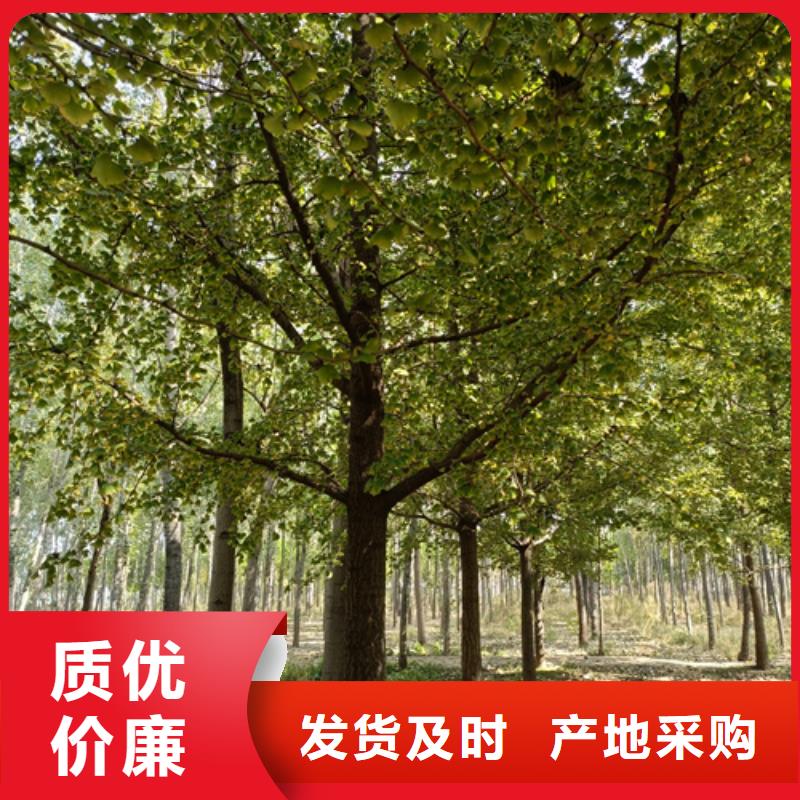 速生法桐規格齊全綠化喬木