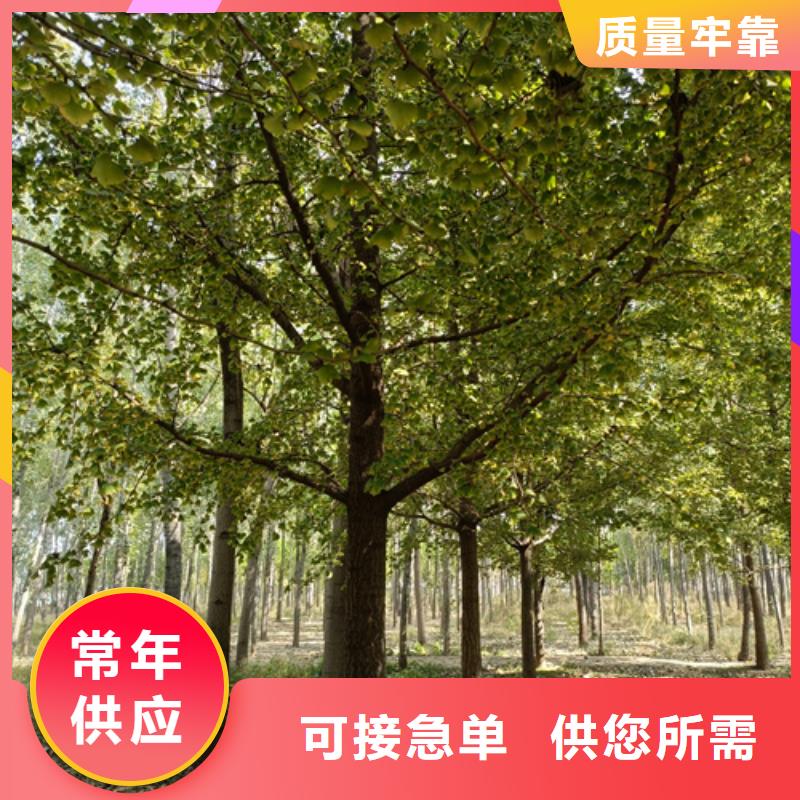 選擇正規(guī)法桐小苗廠家