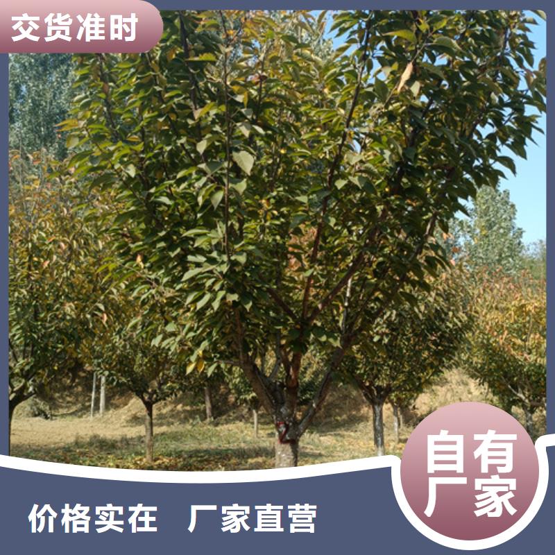 法桐國槐細節之處更加用心