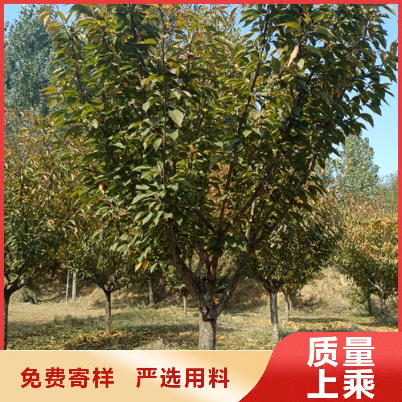 速生法桐匠心品質
