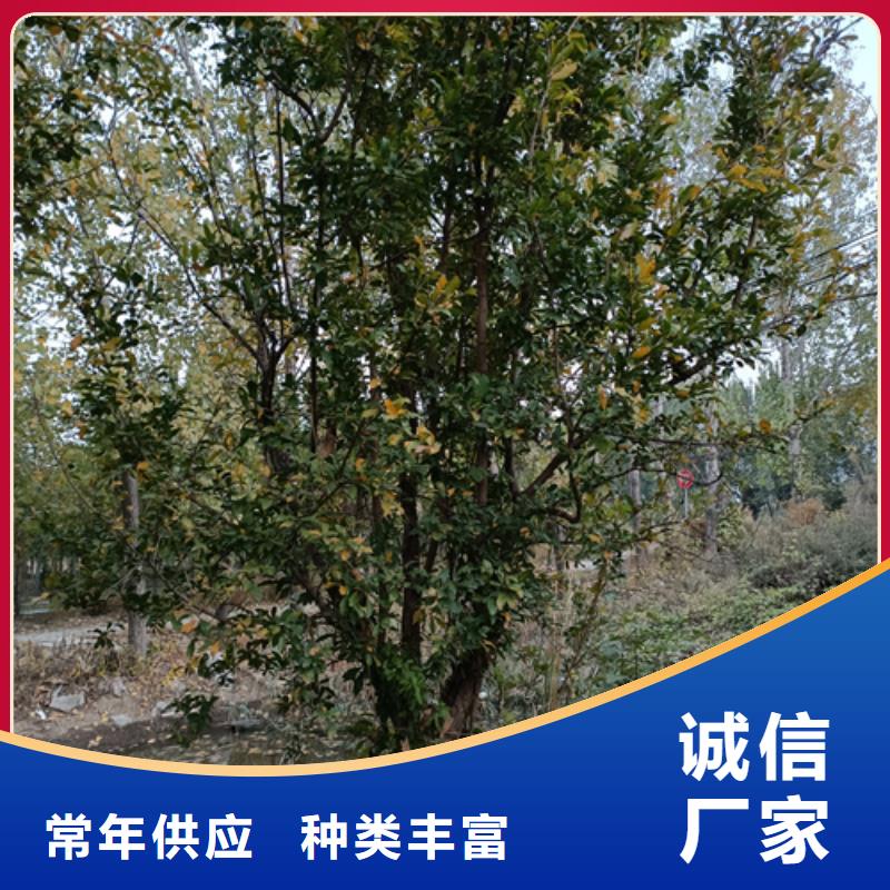 五角枫视频-潘集|田家庵|宿州|黄山|淮北|滁州|马鞍山|亳州翌昊五角枫_ 翌昊苗木种植基地(淮南市分公司)