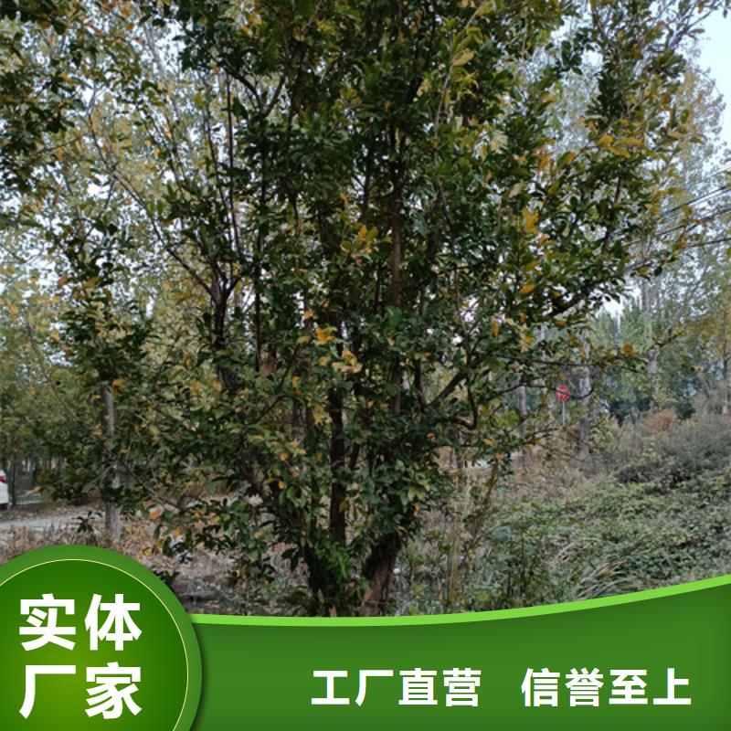 2025歡迎訪問##法桐##公司