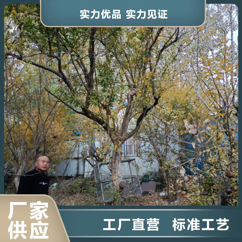 法桐炫麗海棠好廠家有擔當