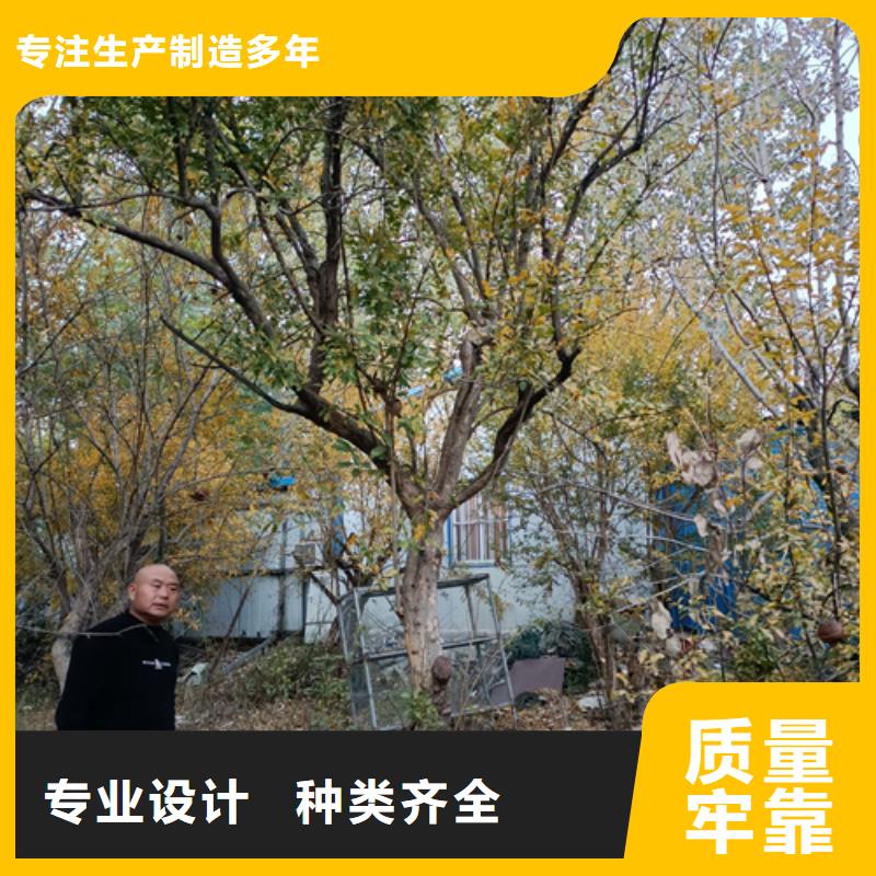 法桐金葉白蠟廠家直銷大量現貨