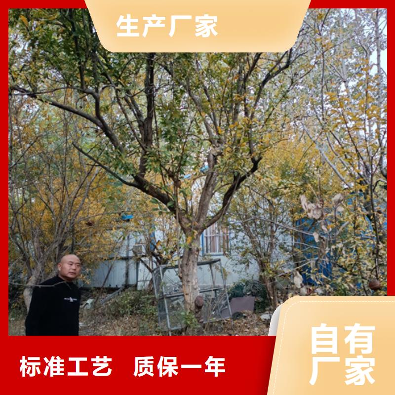 造型法桐單價