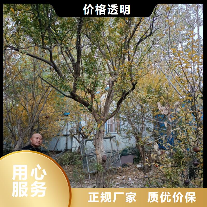 現貨供應造型法桐_廠家/供應