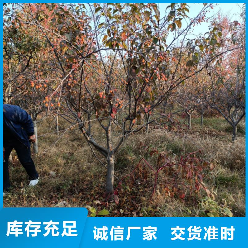 法桐價(jià)格現(xiàn)貨供應(yīng)綠化喬木