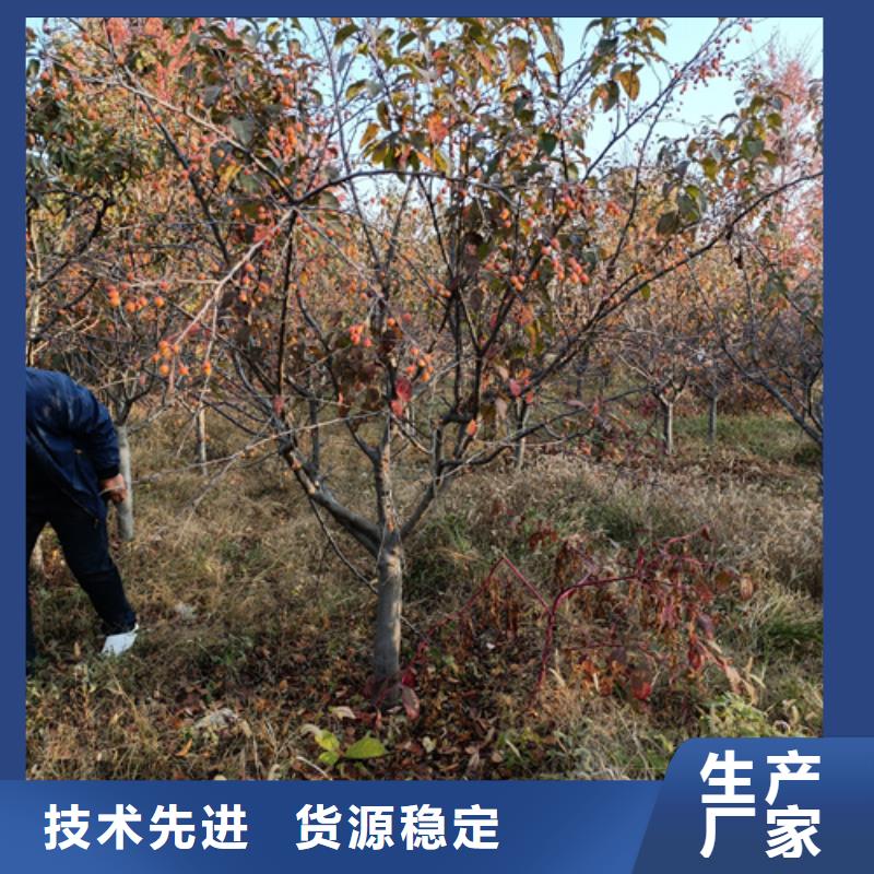 法桐經濟實用