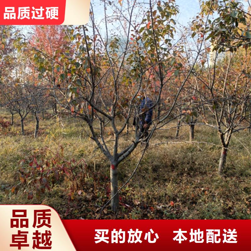 法桐誠信經營現貨現發