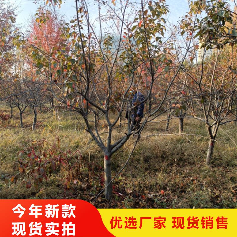 法桐小苗種植基地苗木基地