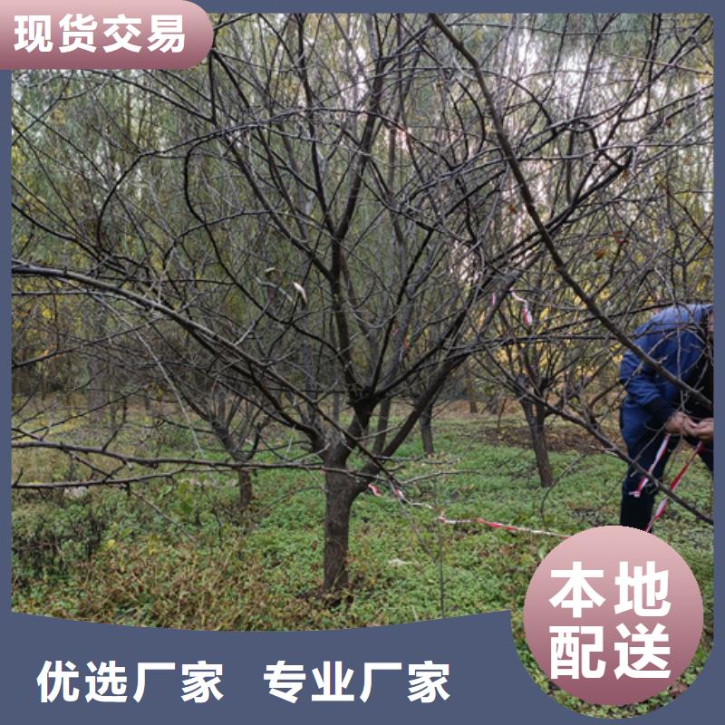 造型法桐單價