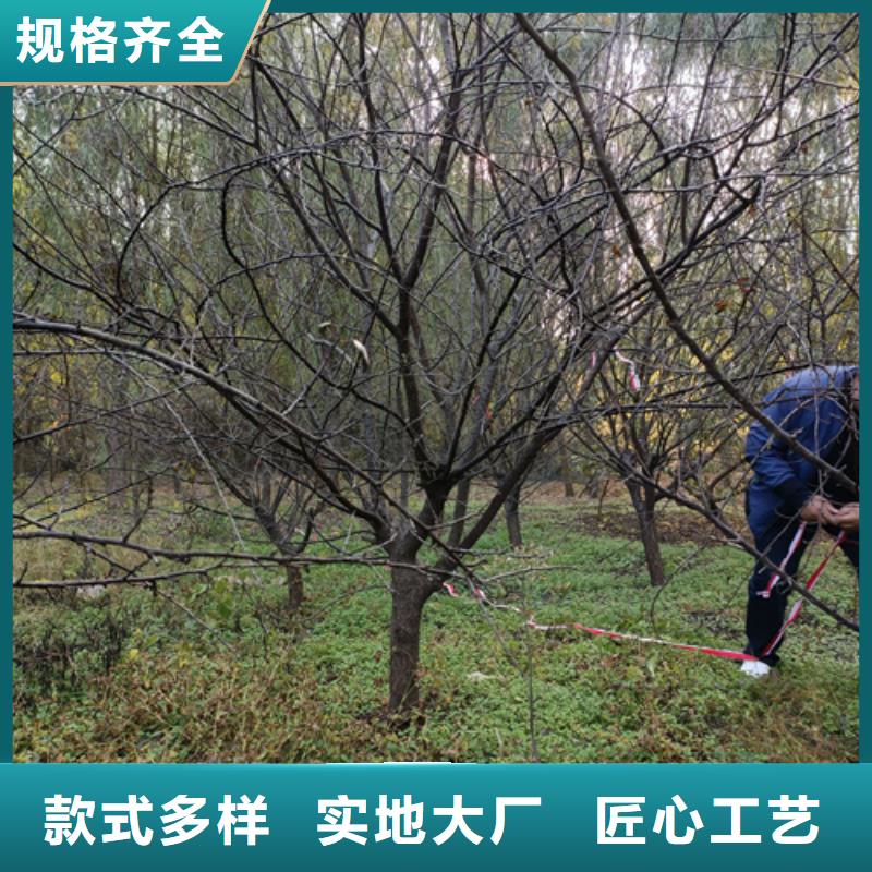 法桐老品牌值得信賴