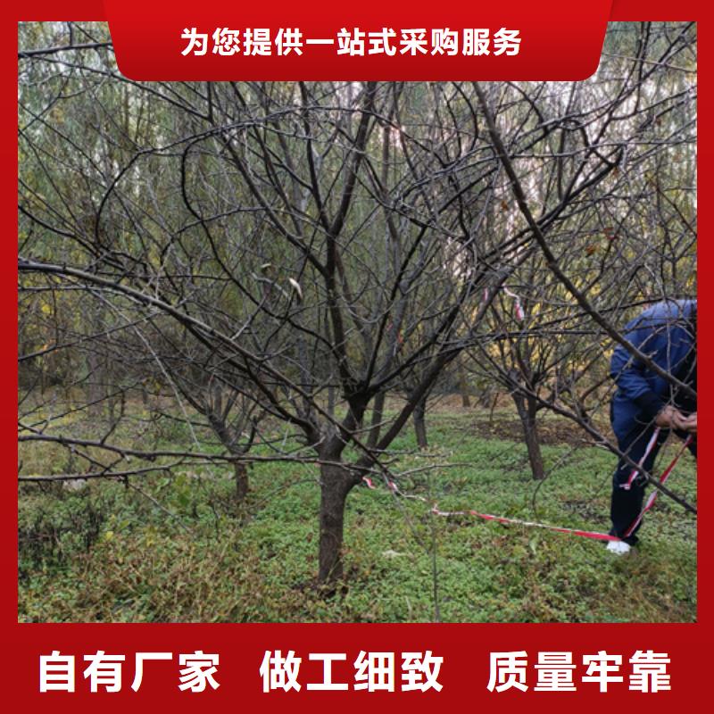 供應(yīng)批發(fā)造型法桐-好評(píng)