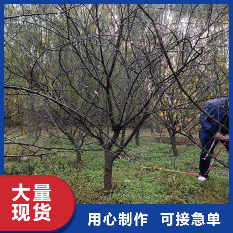 生產法桐_誠信企業生