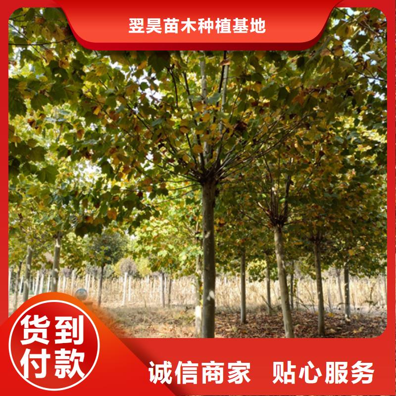 法桐國槐定制零售批發