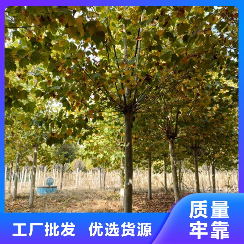 法桐小苗大廠家值得信賴