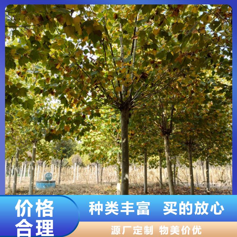 【 法桐 五角枫匠心工艺】 翌昊苗木种植基地(珠海市分公司)