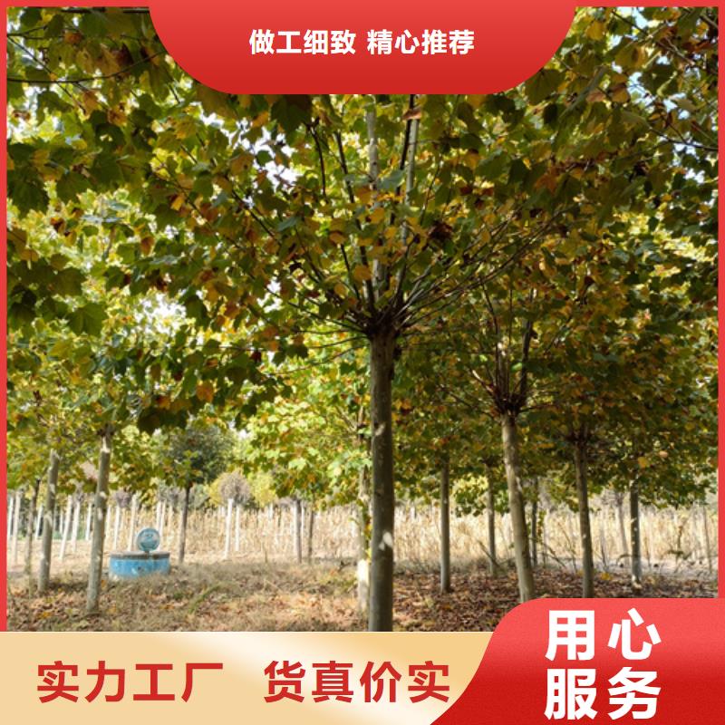 生產(chǎn)法桐_優(yōu)質(zhì)廠家