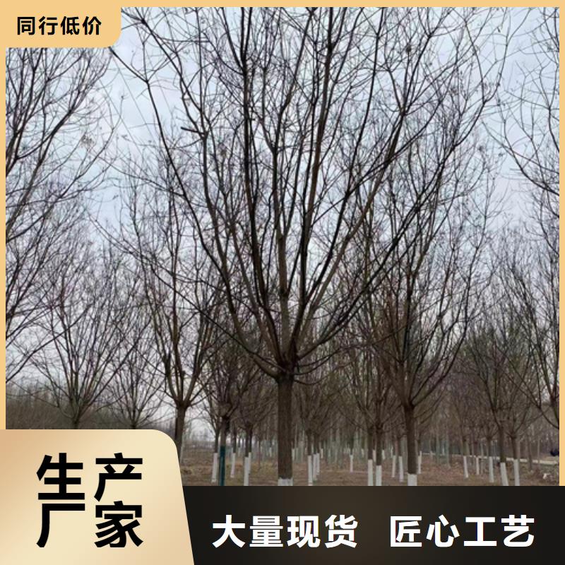 法桐小苗放心選擇綠化苗木