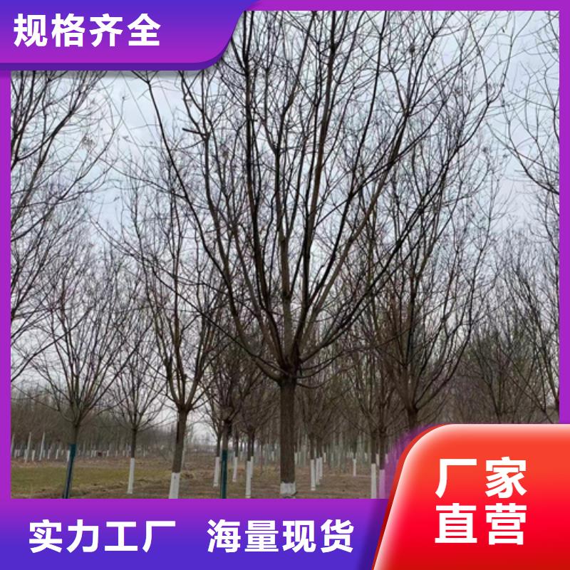 法桐質量放心綠化苗木