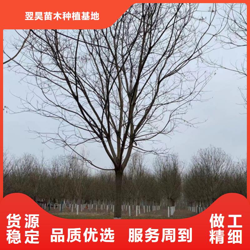 誠(chéng)信供應(yīng)速生法桐的廠家