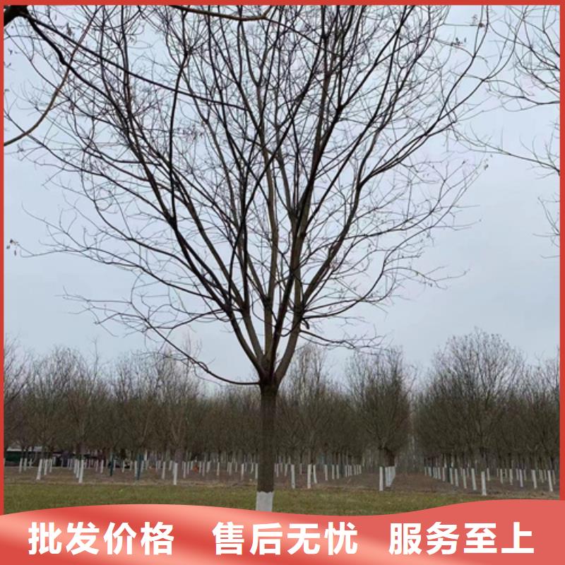 現貨供應造型法桐_廠家/供應