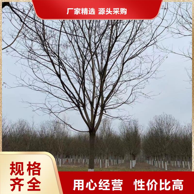 法桐經濟實用