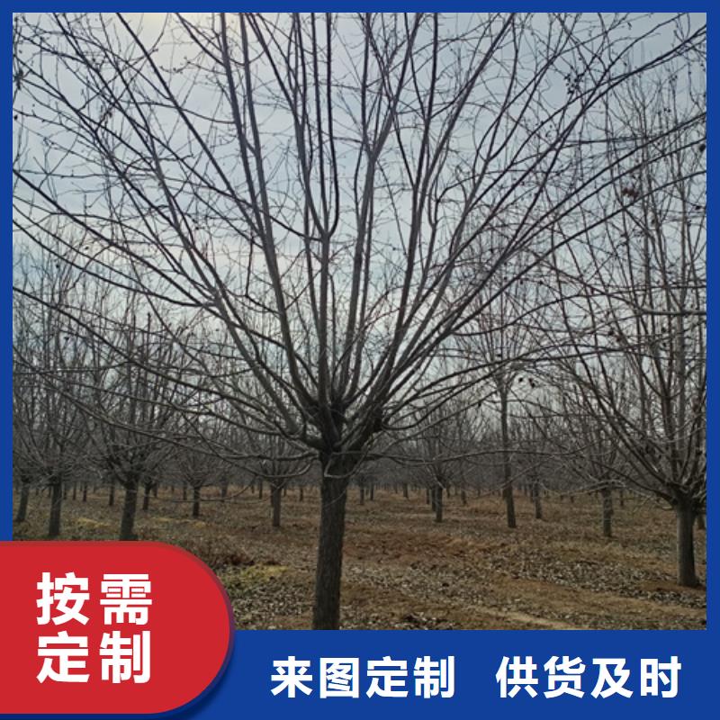 法桐小苗-鉅惠來襲