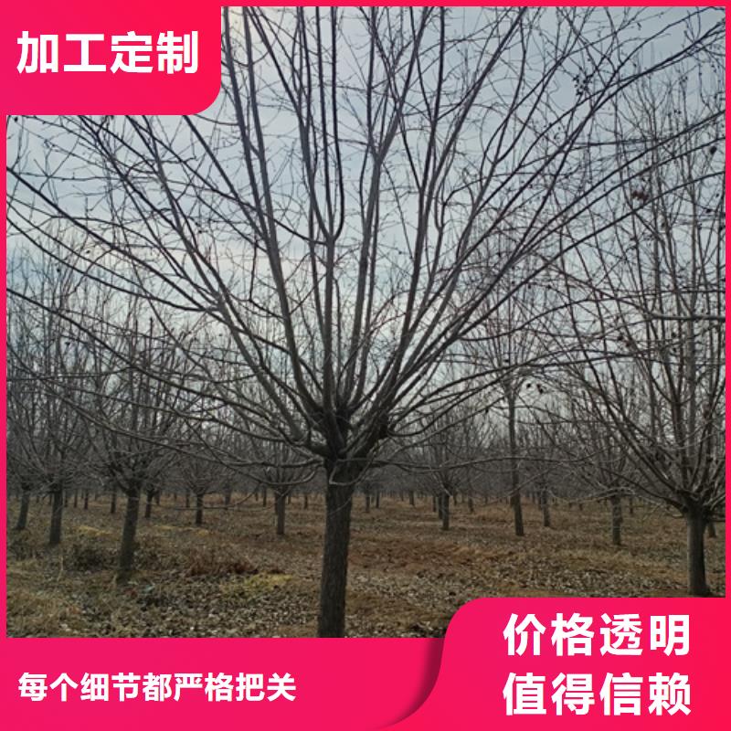 造型法桐現(xiàn)貨質(zhì)量好