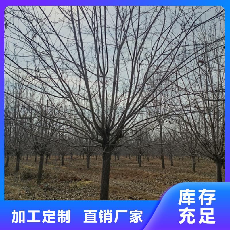 法桐北京欒一個起售