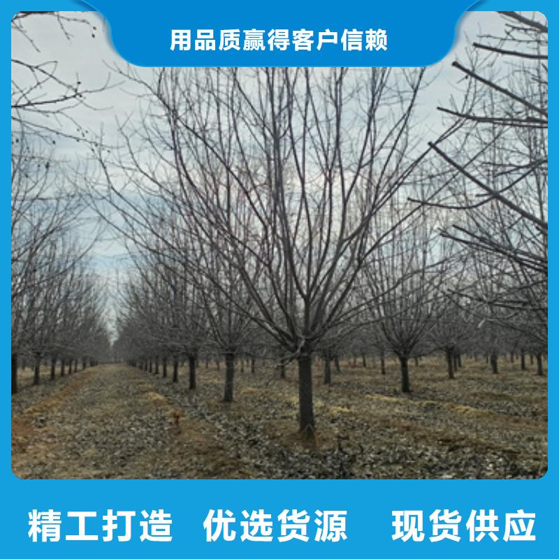 【法桐,美國紅楓高標準高品質(zhì)】