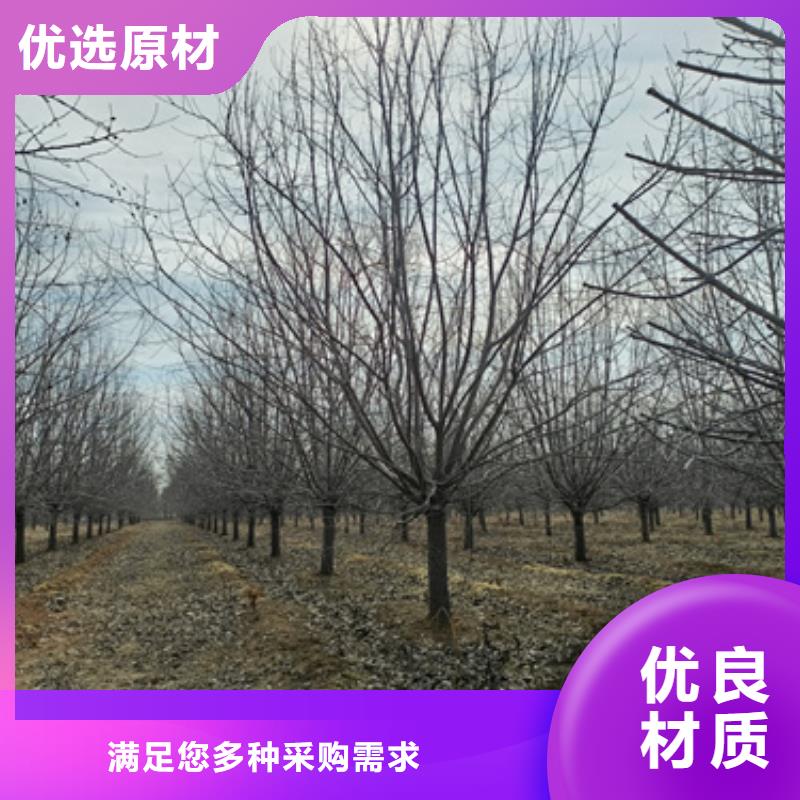 法桐原生冠法桐自營(yíng)品質(zhì)有保障
